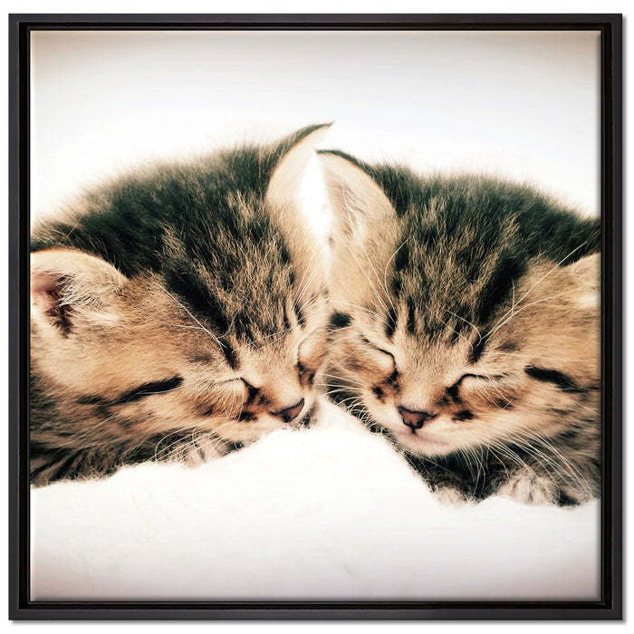 Katzen Herzform auf Leinwandbild Quadratisch gerahmt Größe 70x70