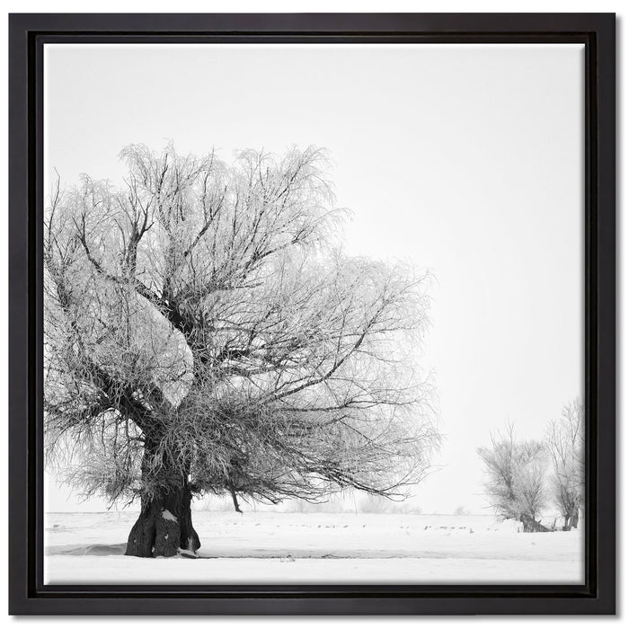 Bäume im Schnee Nebel auf Leinwandbild Quadratisch gerahmt Größe 40x40