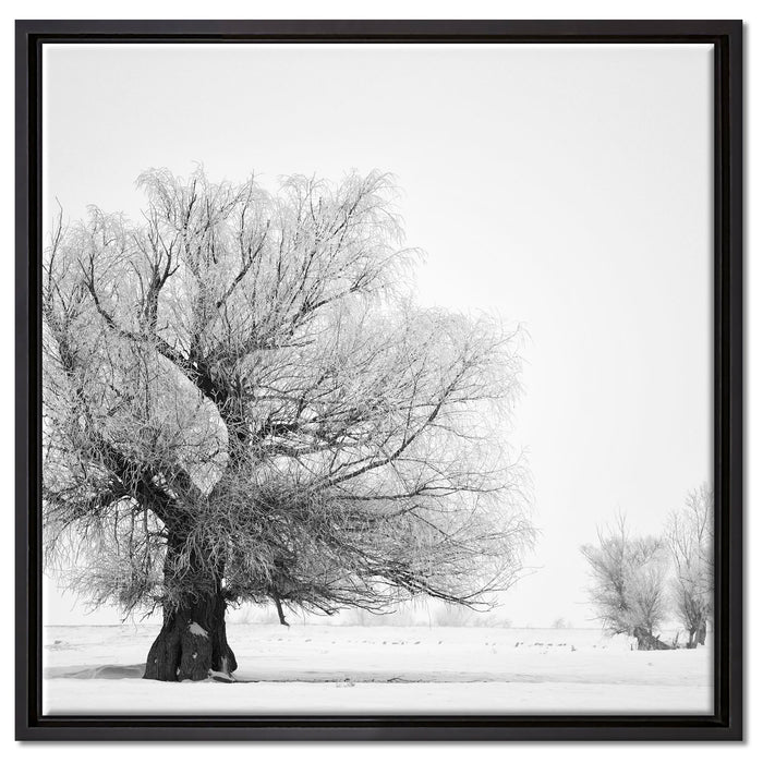 Bäume im Schnee Nebel auf Leinwandbild Quadratisch gerahmt Größe 60x60
