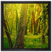 Bäume und Efeu auf Leinwandbild Quadratisch gerahmt Größe 40x40