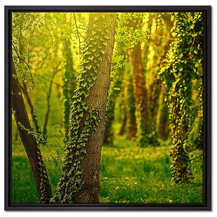 Bäume und Efeu auf Leinwandbild Quadratisch gerahmt Größe 60x60