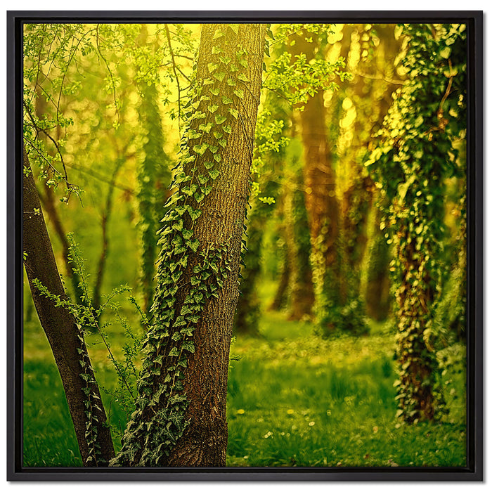 Bäume und Efeu auf Leinwandbild Quadratisch gerahmt Größe 70x70