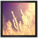 Gräser im Sonnenuntergang auf Leinwandbild Quadratisch gerahmt Größe 40x40