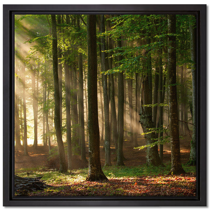 Bäume im auf Leinwandbild Quadratisch gerahmt Größe 40x40