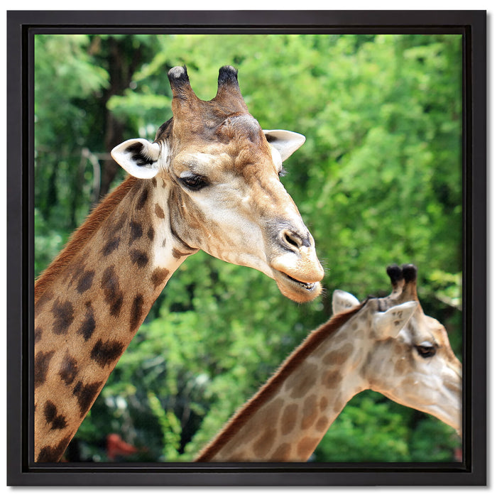 Giraffen auf Leinwandbild Quadratisch gerahmt Größe 40x40