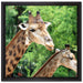 Giraffen auf Leinwandbild Quadratisch gerahmt Größe 40x40
