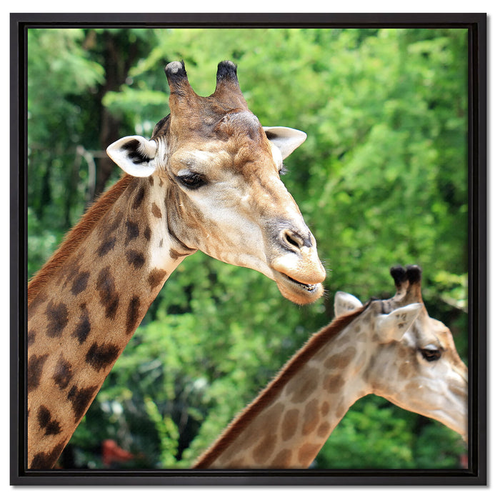 Giraffen auf Leinwandbild Quadratisch gerahmt Größe 60x60