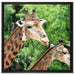 Giraffen auf Leinwandbild Quadratisch gerahmt Größe 60x60