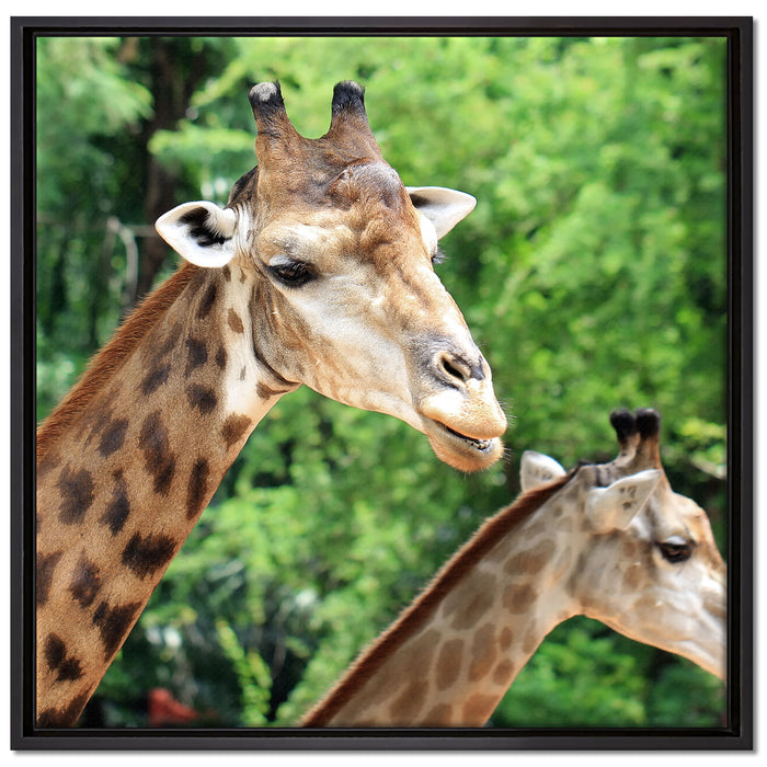 Giraffen auf Leinwandbild Quadratisch gerahmt Größe 70x70