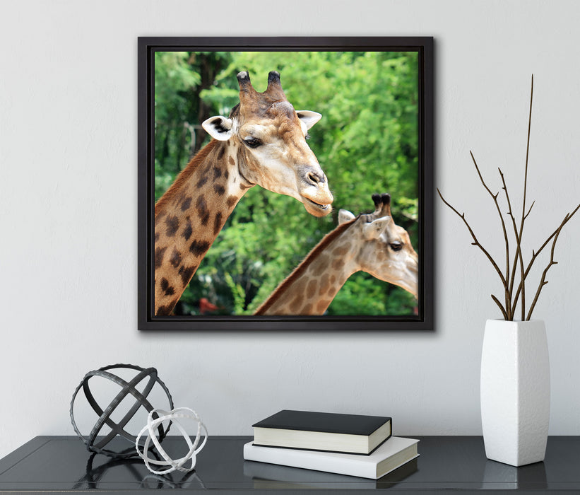 Giraffen  auf Leinwandbild Quadratisch gerahmt mit Kirschblüten