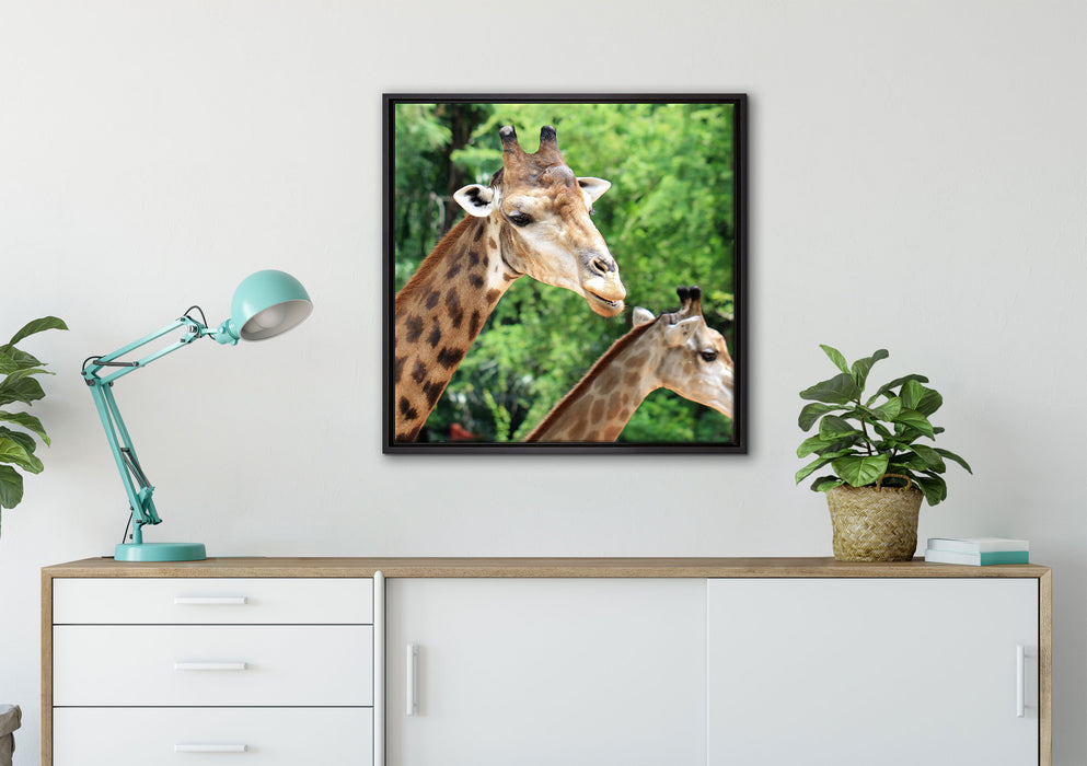 Giraffen auf Leinwandbild gerahmt Quadratisch verschiedene Größen im Wohnzimmer