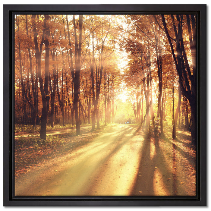 Baumallee im Herbst auf Leinwandbild Quadratisch gerahmt Größe 40x40