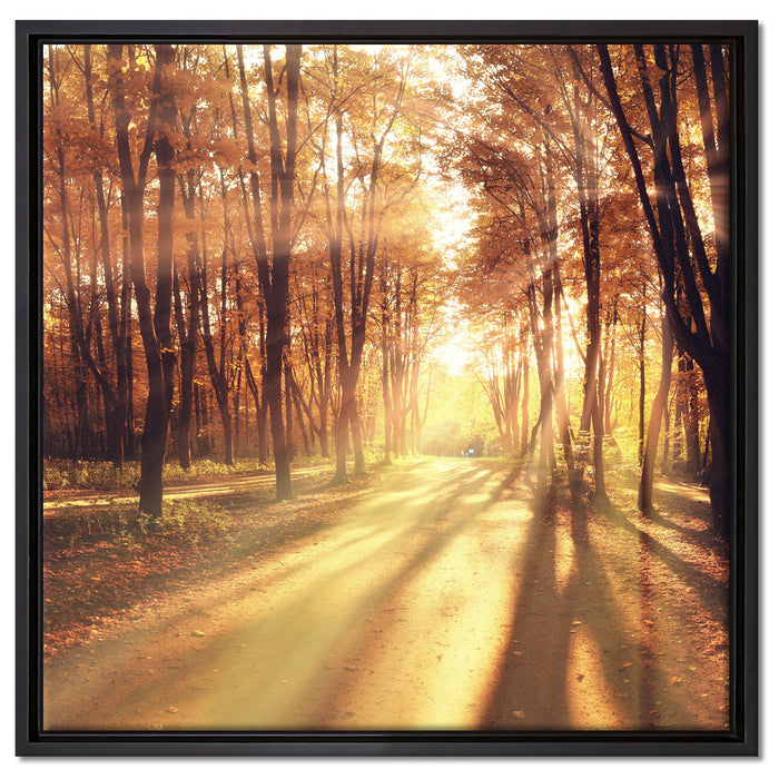 Baumallee im Herbst auf Leinwandbild Quadratisch gerahmt Größe 60x60