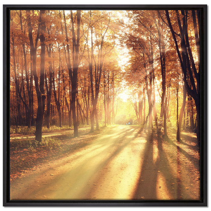 Baumallee im Herbst auf Leinwandbild Quadratisch gerahmt Größe 70x70