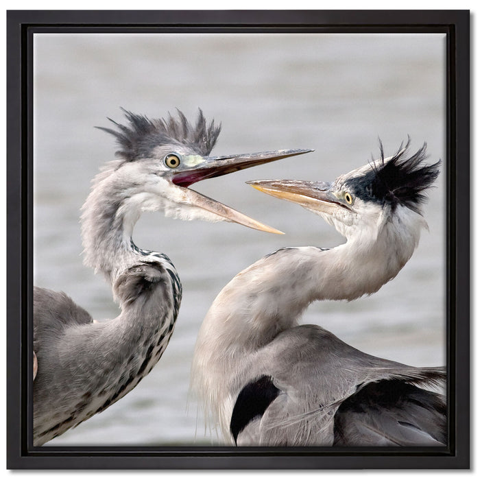 Zankende Vögel auf Leinwandbild Quadratisch gerahmt Größe 40x40