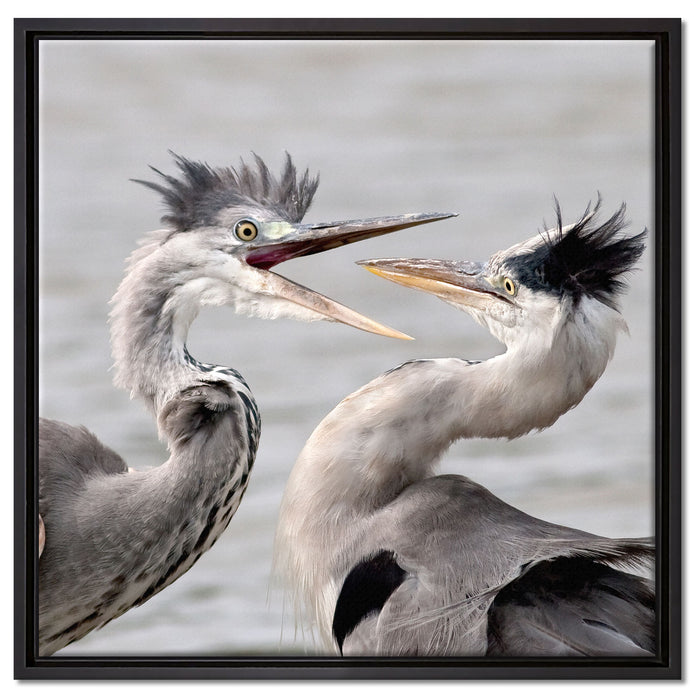Zankende Vögel auf Leinwandbild Quadratisch gerahmt Größe 60x60