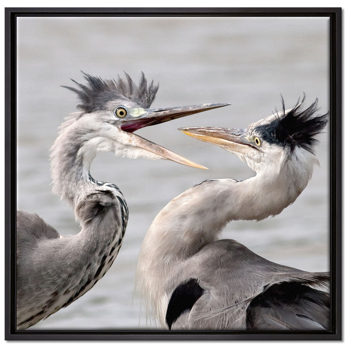 Zankende Vögel auf Leinwandbild Quadratisch gerahmt Größe 70x70