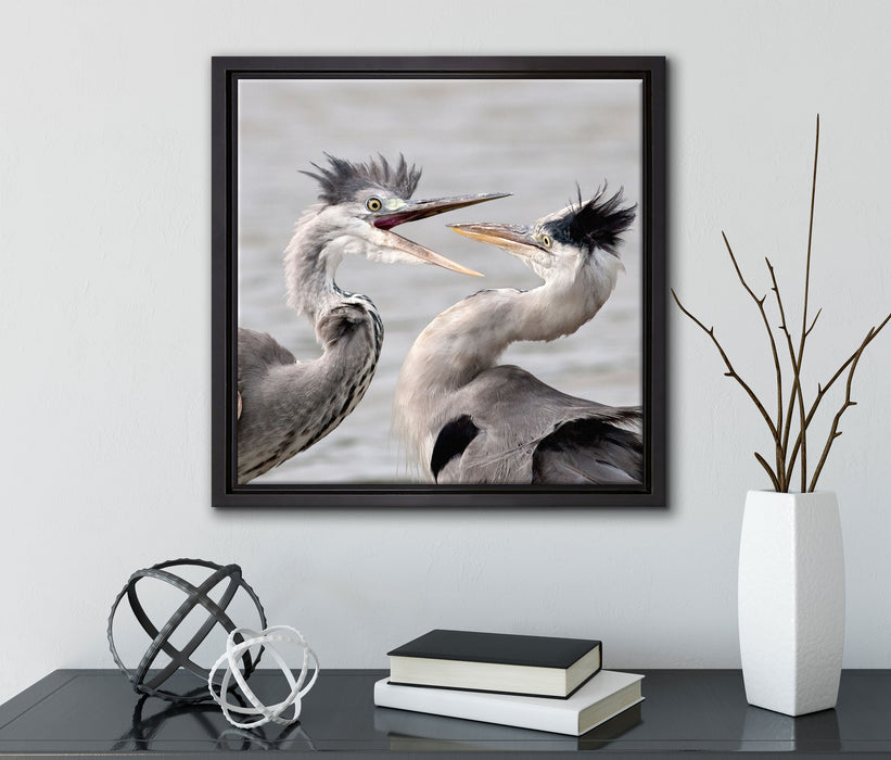 Zankende Vögel  auf Leinwandbild Quadratisch gerahmt mit Kirschblüten
