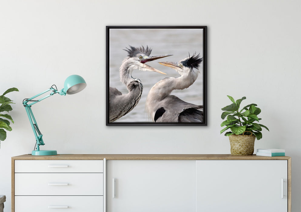 Zankende Vögel auf Leinwandbild gerahmt Quadratisch verschiedene Größen im Wohnzimmer