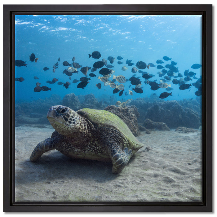 Schildkröte am Meeresboden auf Leinwandbild Quadratisch gerahmt Größe 40x40