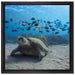 Schildkröte am Meeresboden auf Leinwandbild Quadratisch gerahmt Größe 40x40