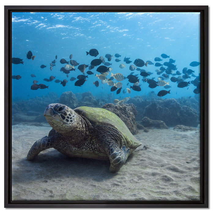 Schildkröte am Meeresboden auf Leinwandbild Quadratisch gerahmt Größe 60x60
