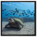 Schildkröte am Meeresboden auf Leinwandbild Quadratisch gerahmt Größe 60x60