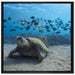 Schildkröte am Meeresboden auf Leinwandbild Quadratisch gerahmt Größe 70x70