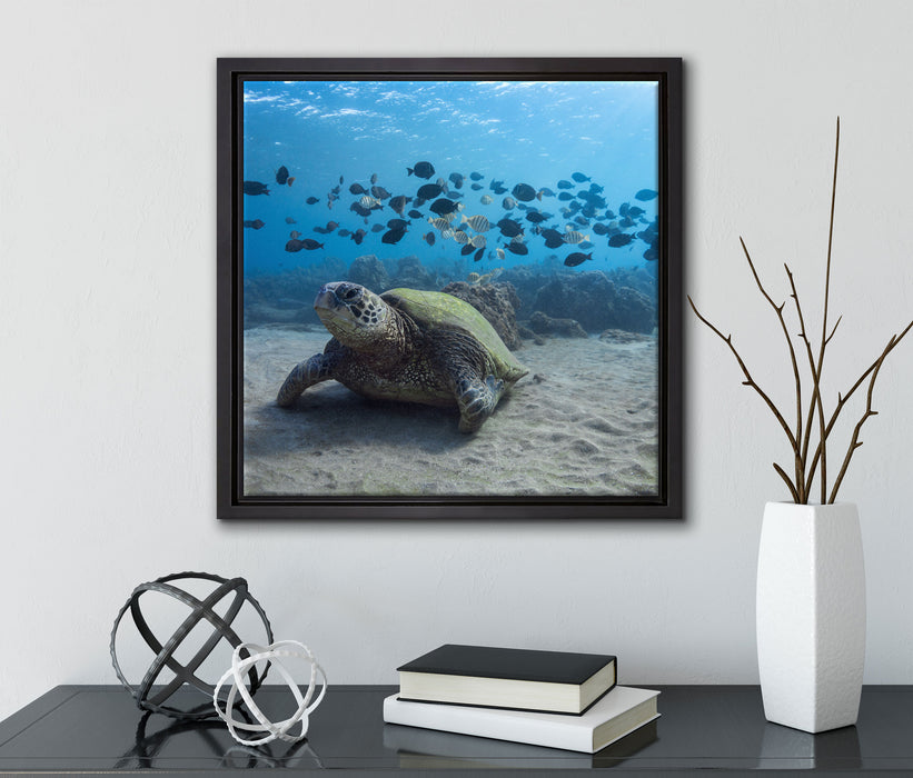 Schildkröte am Meeresboden  auf Leinwandbild Quadratisch gerahmt mit Kirschblüten