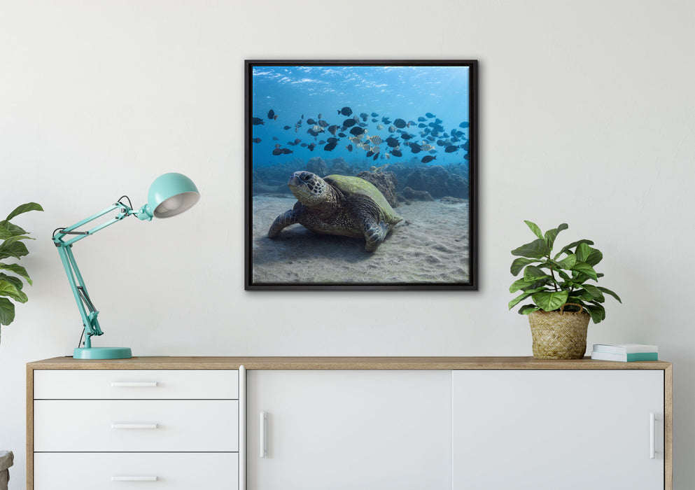 Schildkröte am Meeresboden auf Leinwandbild gerahmt Quadratisch verschiedene Größen im Wohnzimmer