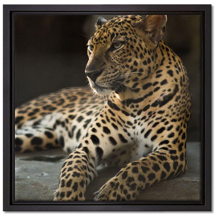 Majestätischer Leopard auf Leinwandbild Quadratisch gerahmt Größe 40x40