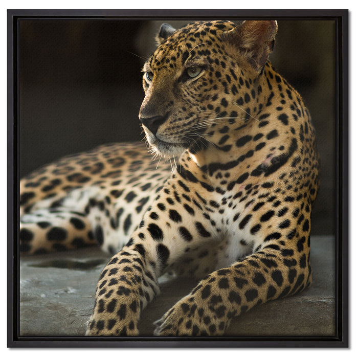 Majestätischer Leopard auf Leinwandbild Quadratisch gerahmt Größe 60x60