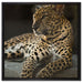Majestätischer Leopard auf Leinwandbild Quadratisch gerahmt Größe 60x60
