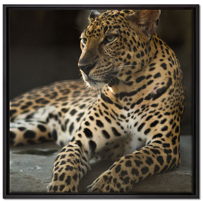 Majestätischer Leopard auf Leinwandbild Quadratisch gerahmt Größe 70x70