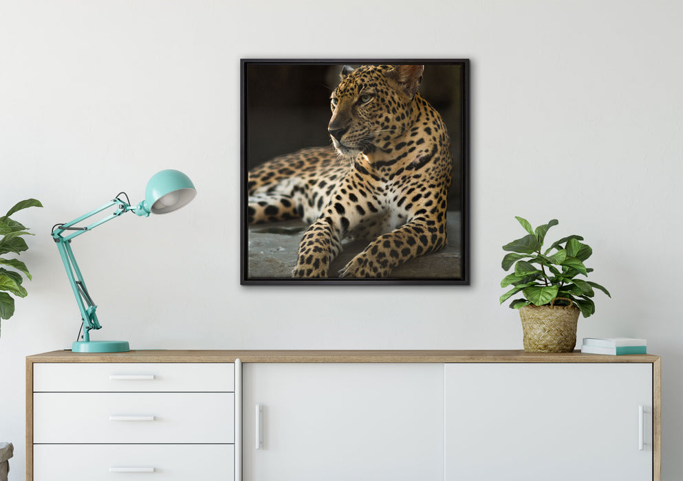 Majestätischer Leopard auf Leinwandbild gerahmt Quadratisch verschiedene Größen im Wohnzimmer