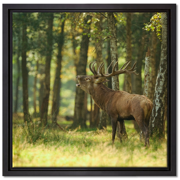 Hirsch im Wald auf Leinwandbild Quadratisch gerahmt Größe 40x40