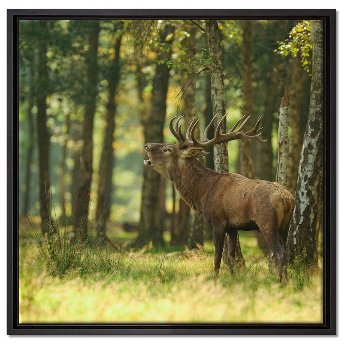 Hirsch im Wald auf Leinwandbild Quadratisch gerahmt Größe 60x60