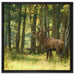 Hirsch im Wald auf Leinwandbild Quadratisch gerahmt Größe 60x60