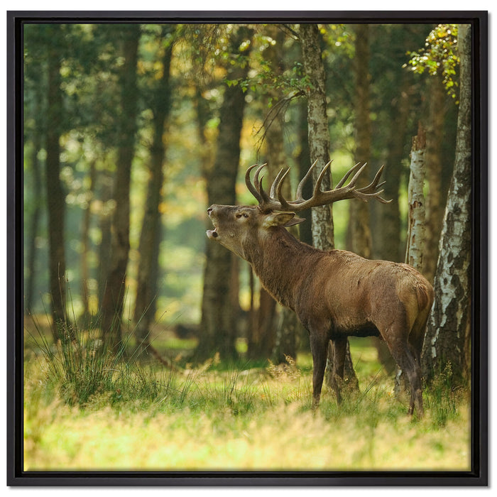 Hirsch im Wald auf Leinwandbild Quadratisch gerahmt Größe 70x70