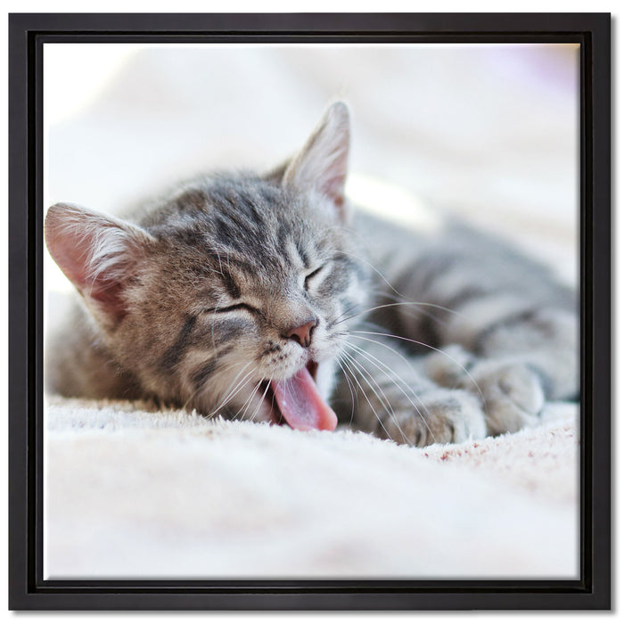 Kleines Kätzchen auf Leinwandbild Quadratisch gerahmt Größe 40x40