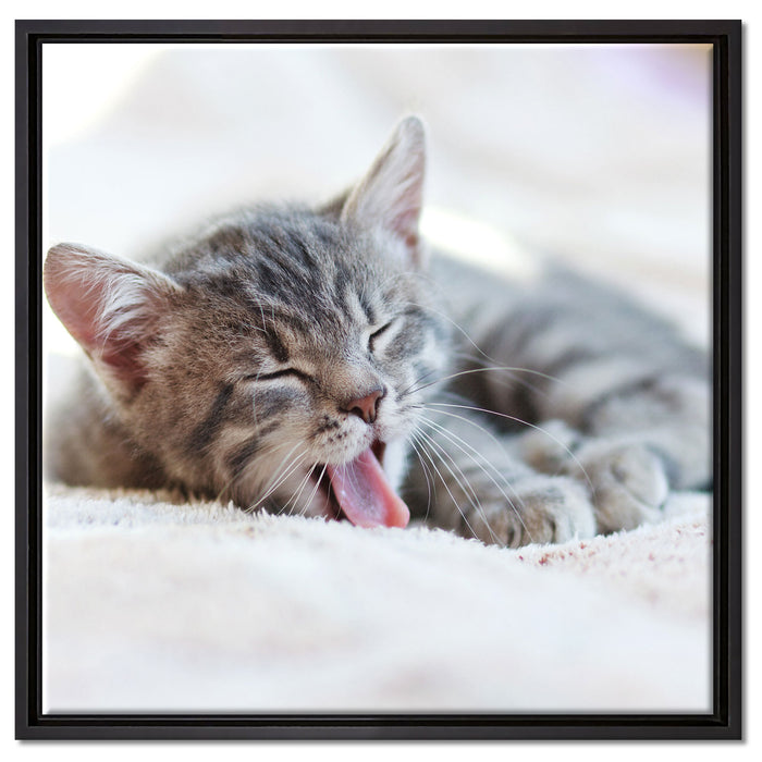 Kleines Kätzchen auf Leinwandbild Quadratisch gerahmt Größe 60x60