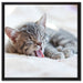 Kleines Kätzchen auf Leinwandbild Quadratisch gerahmt Größe 60x60