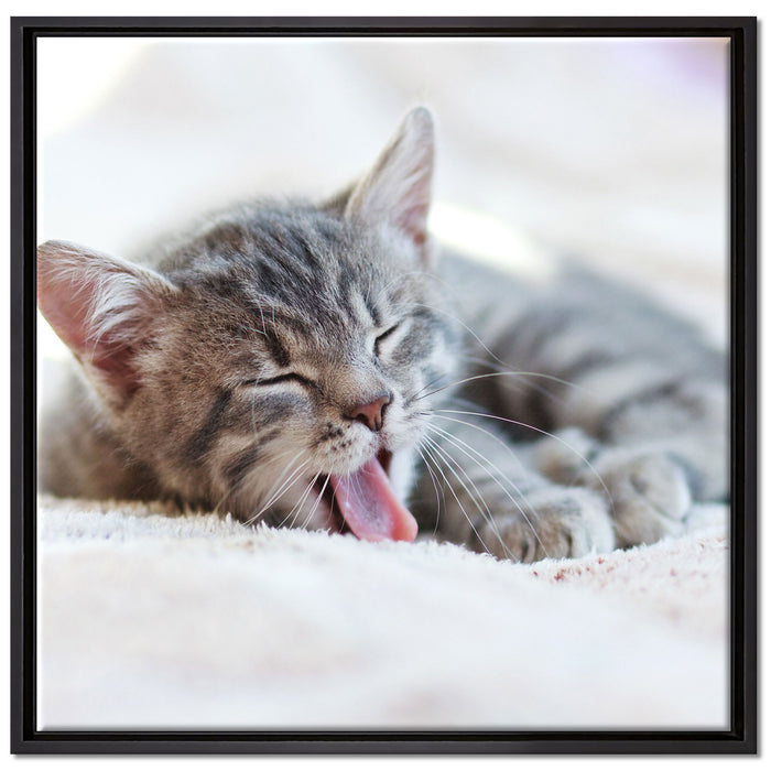 Kleines Kätzchen auf Leinwandbild Quadratisch gerahmt Größe 70x70