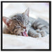 Kleines Kätzchen auf Leinwandbild Quadratisch gerahmt Größe 70x70