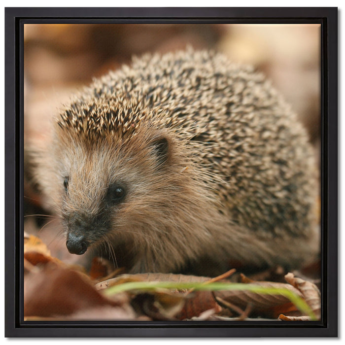 Kleiner Igel auf Leinwandbild Quadratisch gerahmt Größe 40x40