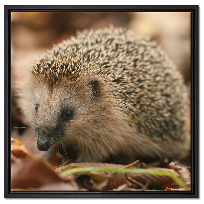 Kleiner Igel auf Leinwandbild Quadratisch gerahmt Größe 60x60