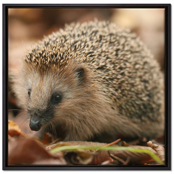Kleiner Igel auf Leinwandbild Quadratisch gerahmt Größe 70x70
