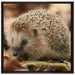 Kleiner Igel auf Leinwandbild Quadratisch gerahmt Größe 70x70