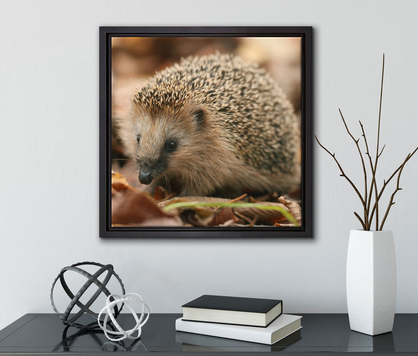 Kleiner Igel  auf Leinwandbild Quadratisch gerahmt mit Kirschblüten