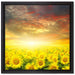 Sonnenblumenfeld auf Leinwandbild Quadratisch gerahmt Größe 40x40